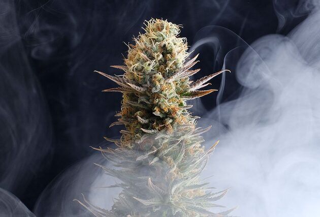 Graines de cannabis Kaboom aka La Reina de Africa féminisées de Kannabia pour intérieur et extérieur